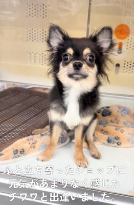 ケースの中から見つめる犬