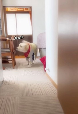 きょろきょろする犬1