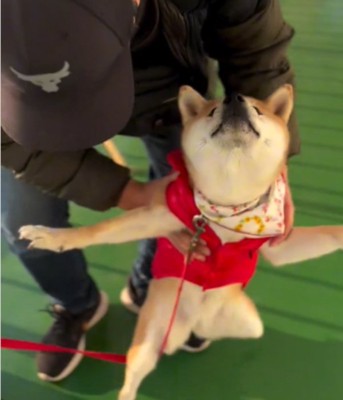 持ち上げられる犬2