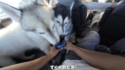 水を飲む2匹の犬