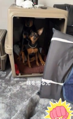 クレートの中の小型犬と大型犬