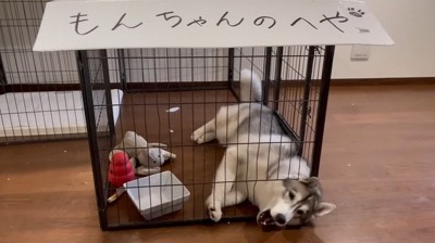 壊れた柵から頭を出す犬