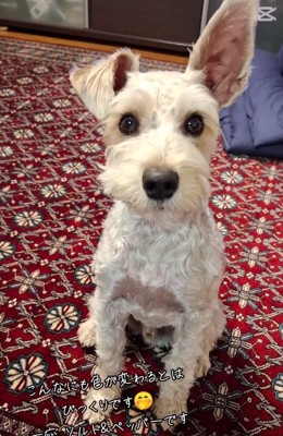 真っ白のえびすくん