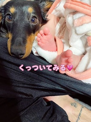 カメラ目線の犬