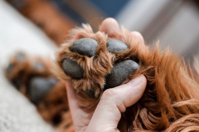 犬の肉球を触る飼い主の手のアップ
