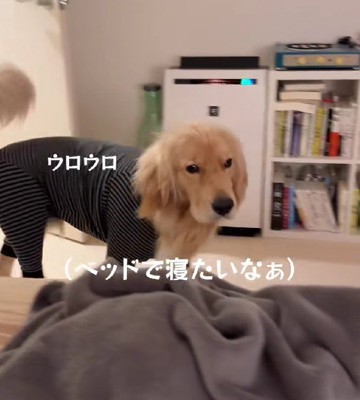 ベッドの周りをうろつく犬