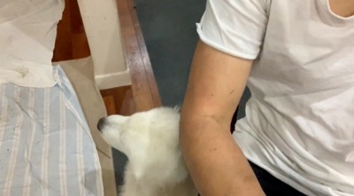 男性の足元で伏せをする犬