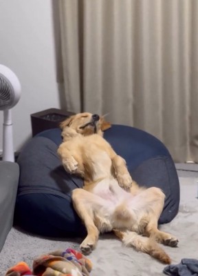 オッサンのようなロキくん