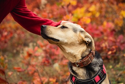 頭を撫でられる犬
