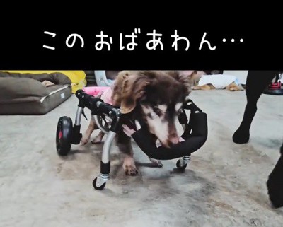 車椅子に乗った老犬