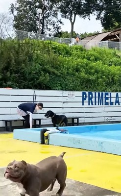 興奮して飼い主へ駆け寄る中型犬