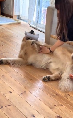 ひっくり返るそなくん