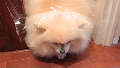 隙間にお顔を突っ込んで…