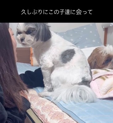 ベッドの上で寄り添う犬と人