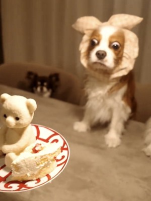 目を見開く犬