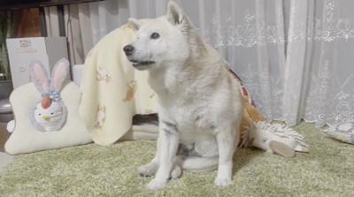 ハウスから出てくる犬