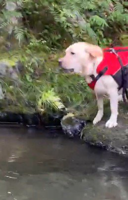 ライフジャケットを着て岩の上に立つ犬