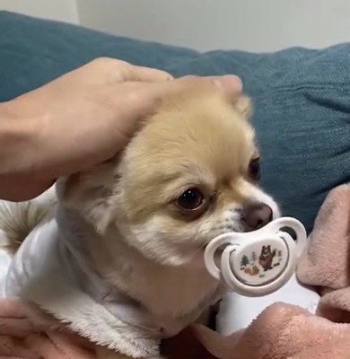 耳を伏せて見つめる犬