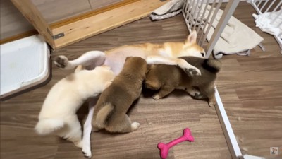 生後35日目の赤ちゃん犬たち⑩