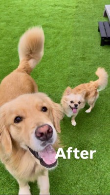 チワワとゴールデンレトリバー