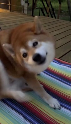 ウッドデッキに座って耳を掻く娘の犬