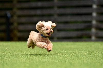 走るトイプードル