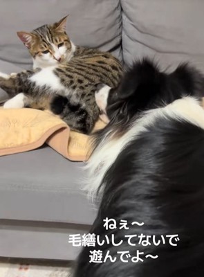 猫にちょっかいを出す中型犬