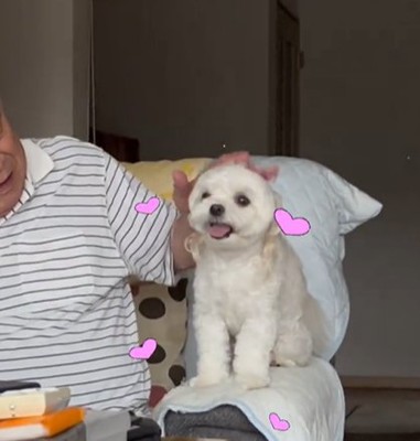 男性に撫でられてニコニコする小型犬