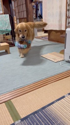カゴを咥えて男性のもとへ向かう犬