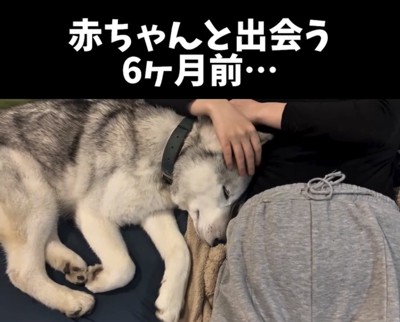 人のお腹に寄り添う犬