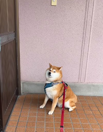 友達の家の前でおやつを待つ犬