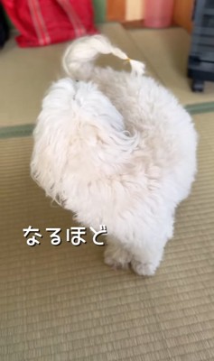 しっぽを気にする小型犬