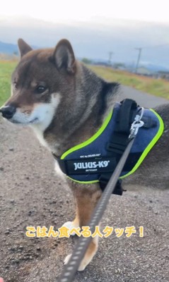 しんのすけ君の拒否柴2