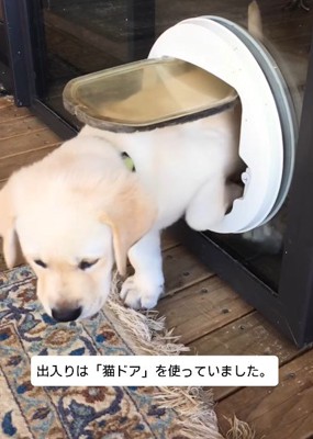 ここをくぐればいい♪