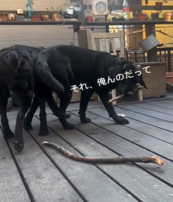 棒をくわえて歩く犬