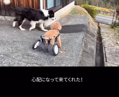 心配して近くに行く犬