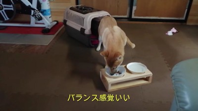 恐る恐るご飯を食べるららちゃん