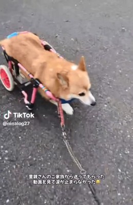車椅子で散歩するくぅちゃん