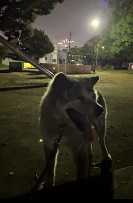 夜の公園にいる犬