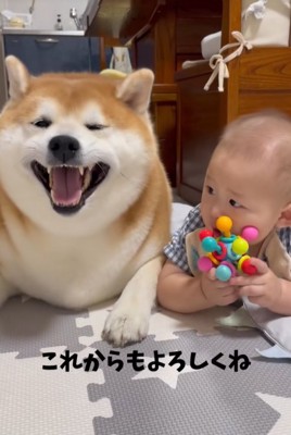 柴犬と赤ちゃん