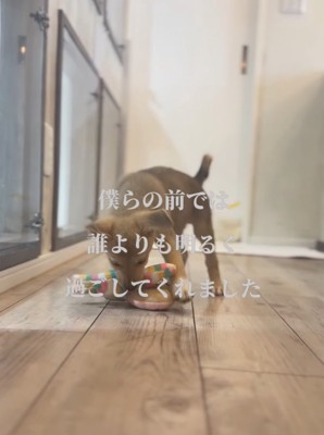 おもちゃで遊ぶ子犬