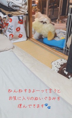 ぬいぐるみをくわえて部屋に入ってくる犬