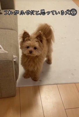 ハッピーちゃんの伏せ