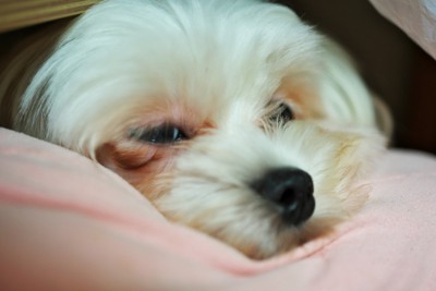 不機嫌そうな白い犬