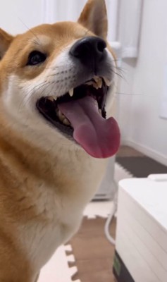 機械を見て笑顔の柴犬