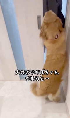 おばちゃんに会えて大興奮のリサちゃん3
