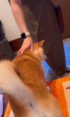 お姉ちゃん帰省時の小春ちゃん＆小太郎くん8