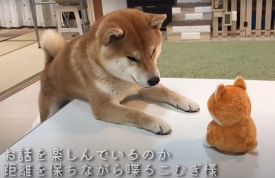 ベッドの近くにいる2匹の柴犬