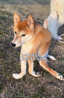 自力で歩くことは困難