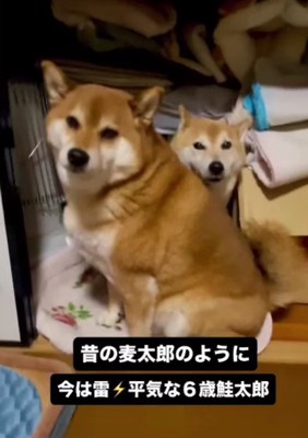 お兄ちゃんに寄り添う